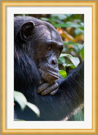Framed Chimpanzee, Kibale National Park, Uganda Print