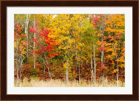 Framed Colorful Trees in the Forest during Autumn, Muskoka, Ontario, Canada Print
