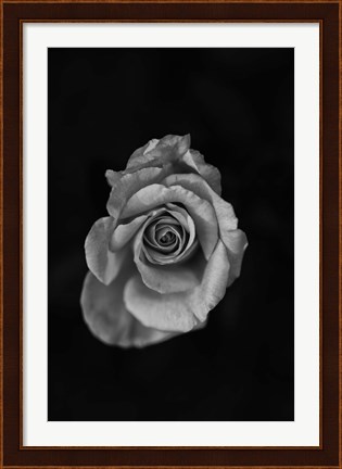 Framed Close-up of a rose Print