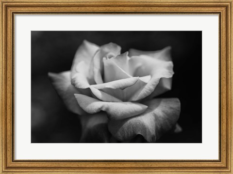 Framed Close-up of a rose, Los Angeles County, California, USA Print