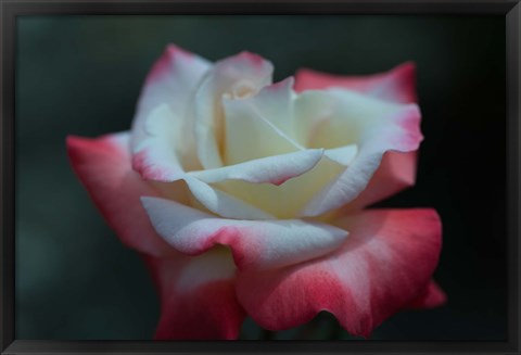 Framed Close-up of a pink and white rose, Los Angeles County, California, USA Print