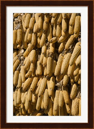 Framed Corn cobs hanging to dry, Baisha, Lijiang, Yunnan Province, China Print