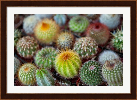 Framed Close-up of multi-colored Cacti Print
