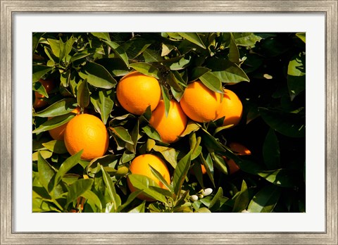 Framed Oranges, Santa Paula, Ventura County, California Print