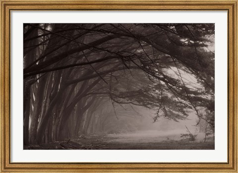 Framed Cypress trees at misty morning, Fort Bragg, California, USA Print