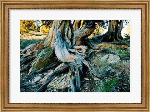 Framed Bristlecone Pine Grove at Ancient Bristlecone Pine Forest, White Mountains, California Print