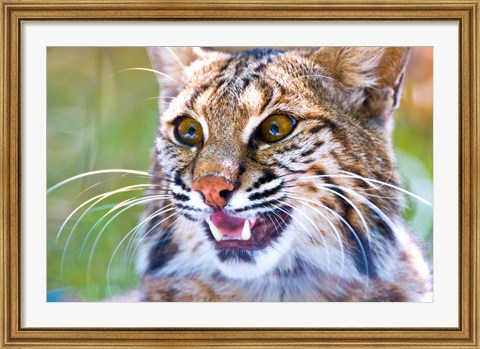 Framed Close-up of a Bobcat (Lynx rufus) Print