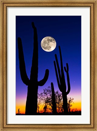 Framed Moon over Saguaro cactus (Carnegiea gigantea), Tucson, Pima County, Arizona, USA Print
