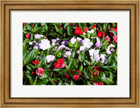 Framed Flowers in the garden at Villa Carlotta, Tremezzo, Lake Como, Lombardy, Italy Print