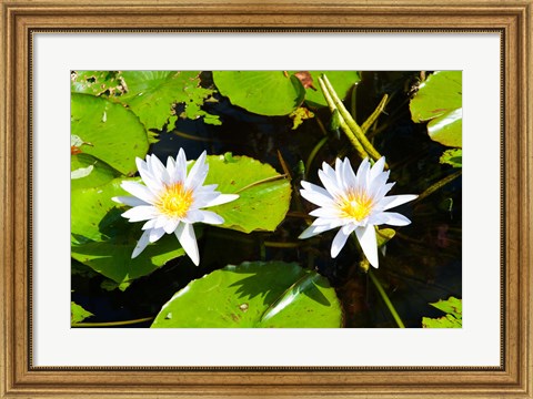 Framed Water lilies with lily pads in a pond, Isola Madre, Stresa, Lake Maggiore, Piedmont, Italy Print
