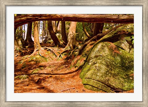 Framed Trail in a forest, Muskoka, Ontario, Canada Print
