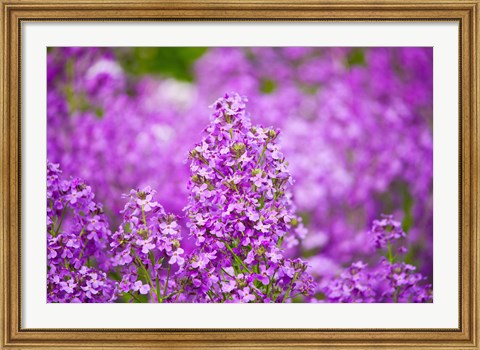 Framed Close-up of Pink Fireweed flowers, Ontario, Canada Print