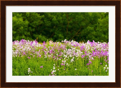 Framed Pink and white fireweed flowers, Ontario, Canada Print