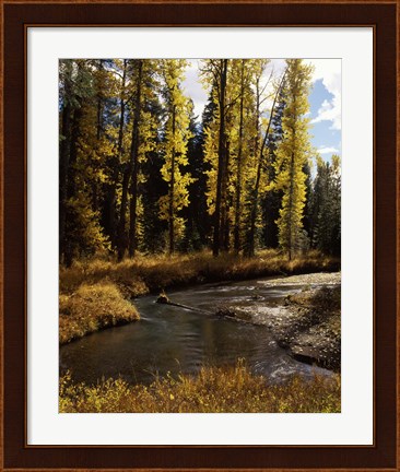 Framed Cottonwood trees along Annie Creek Canyon Trail, Crater Lake National Park, Oregon, USA Print