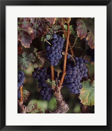 Framed Purple Grapes, Wine Country, California Print