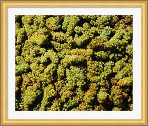 Framed Grapes in a vineyard, Domaine Carneros Winery, Sonoma Valley, California, USA Print