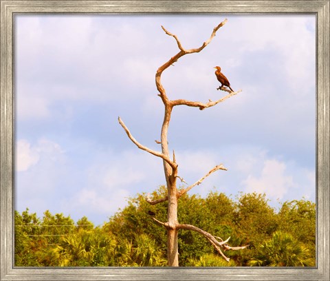 Framed Low angle view of a Cormorant (Phalacrocorax carbo) on a tree, Boynton Beach, Florida, USA Print