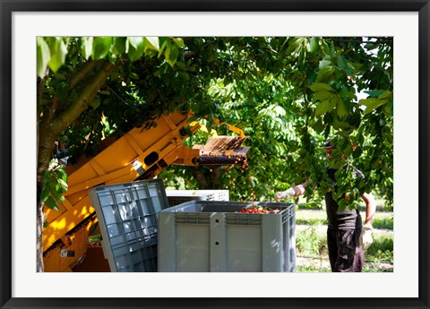 Framed Cherry Harvester, Cucuron, Vaucluse, Provence-Alpes-Cote d&#39;Azur, France Print