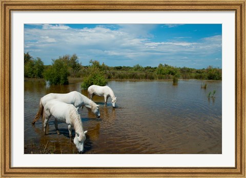 Framed Three white Camargue horses in a lagoon, Camargue, Saintes-Maries-De-La-Mer, Provence-Alpes-Cote d&#39;Azur, France Print