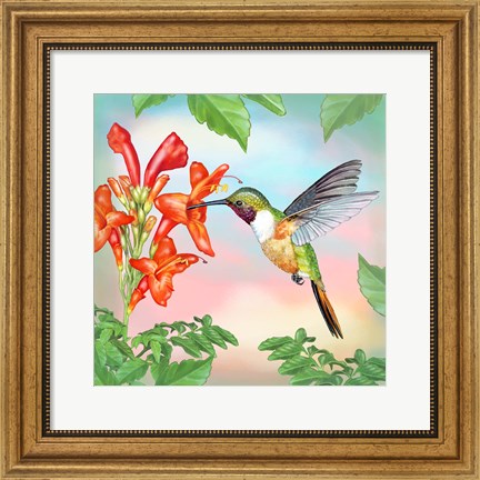 Framed Bahama Woodstar In Honeysuckle Print