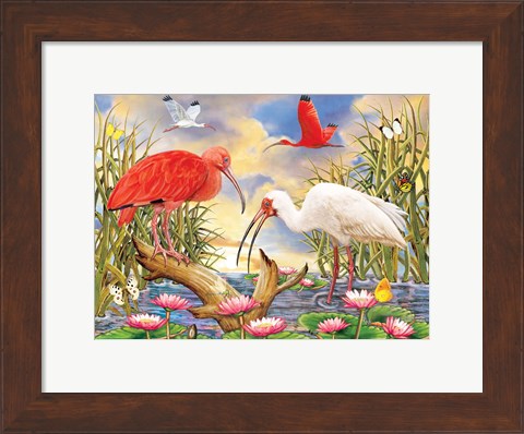 Framed Scarlet And White Ibis Print