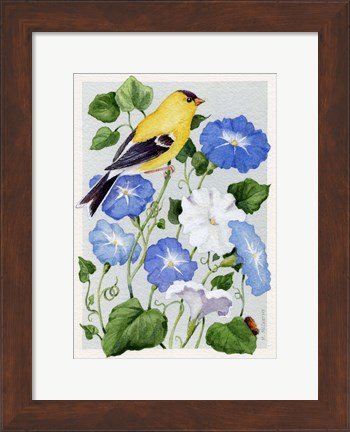 Framed Goldfinch And Morning Glories Print