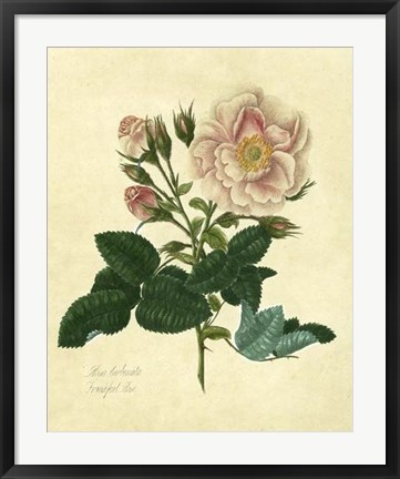 Framed Frankfort Rose Print
