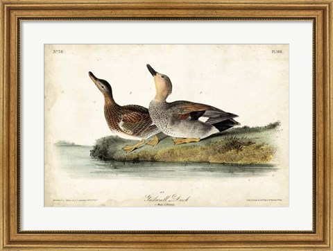 Framed Audubon Ducks VI Print