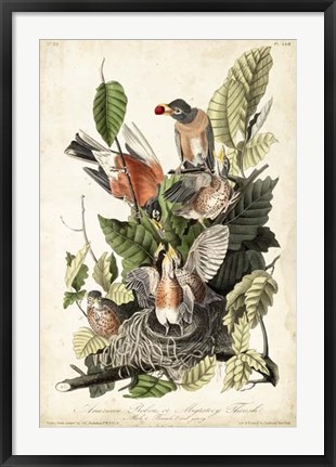 Framed Audubon&#39;s American Robin Print