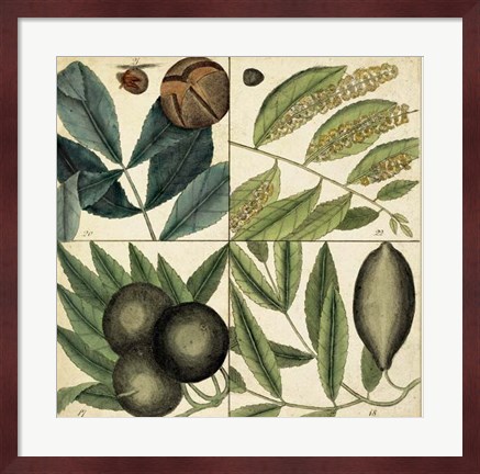 Framed Catesby Leaf Quadrant IV Print