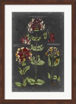 Framed Vintage Botanical Chart I Print