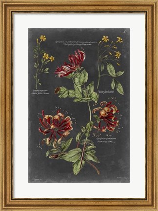 Framed Vintage Botanical Chart II Print