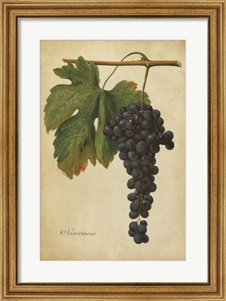 Framed Vintage Vines I Print