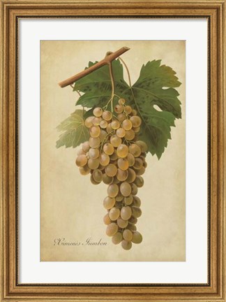 Framed Vintage Vines II Print