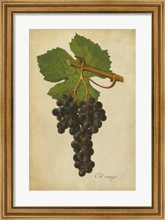 Framed Vintage Vines IV Print