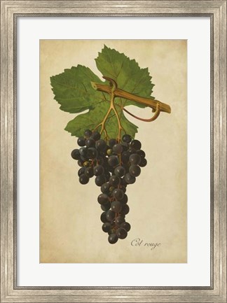 Framed Vintage Vines IV Print
