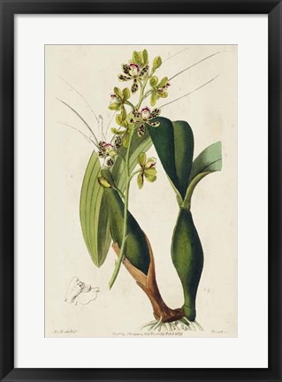 Framed Spring Orchid III Print