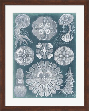 Framed Sealife Blueprint IV Print