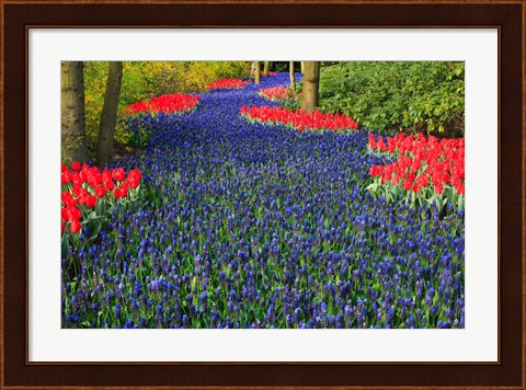 Framed Blue Dutch Tulip Flowerbed Print