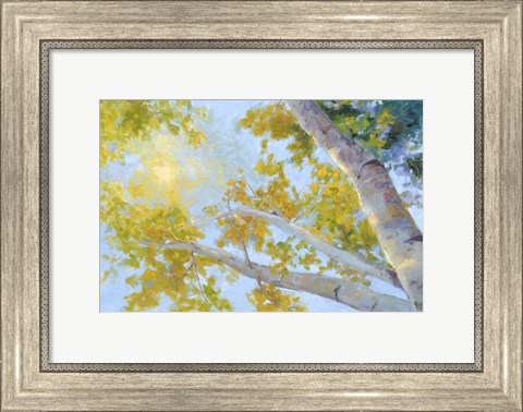 Framed Aspen Canopy Print