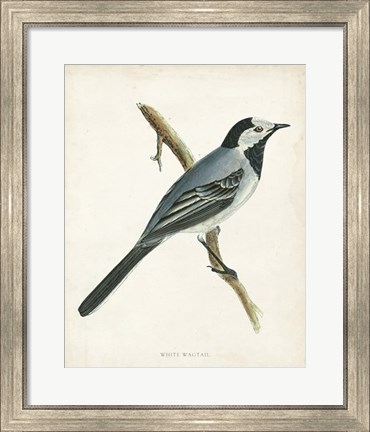Framed White Wagtail Print