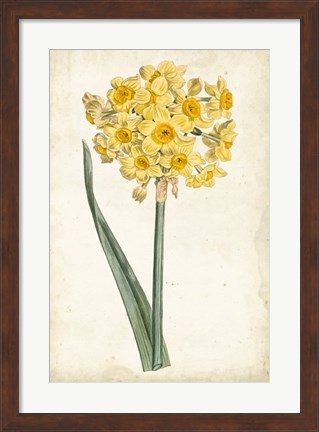 Framed Curtis Narcissus I Print