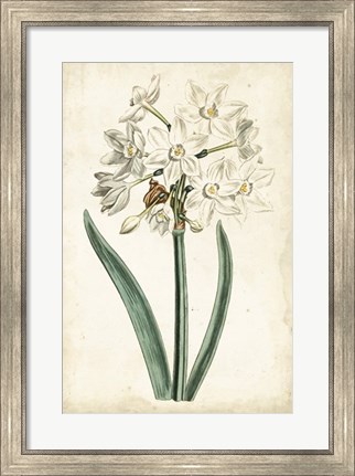 Framed Curtis Narcissus II Print