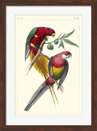 Framed Lemaire Parrots III Print