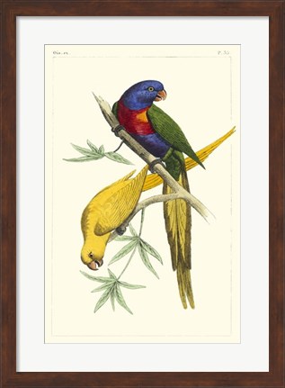 Framed Lemaire Parrots IV Print
