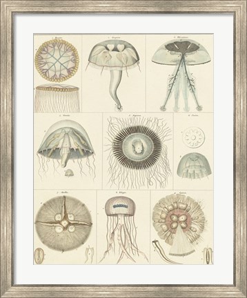 Framed Jellyfish Display Print