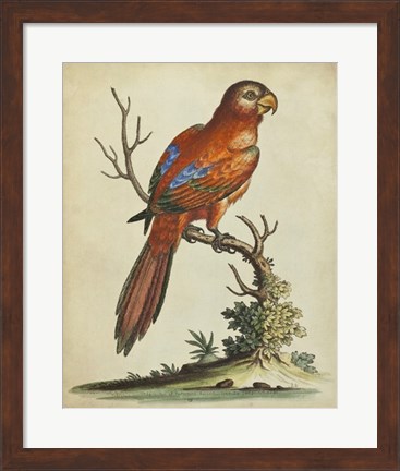 Framed Paradise Parrots III Print