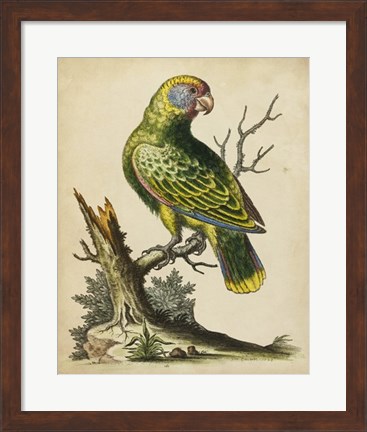Framed Paradise Parrots V Print
