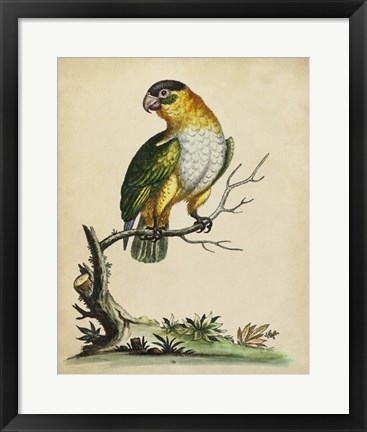 Framed Paradise Parrots VI Print
