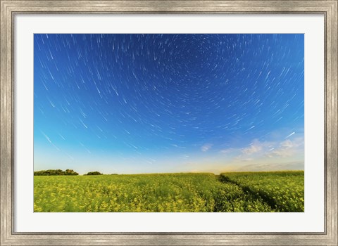 Framed Circumpolar star trails over a canola field in southern Alberta, Canada Print